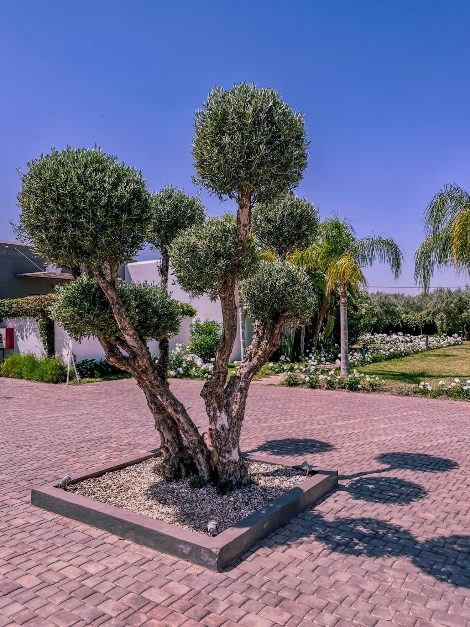 Villa Jardins D'Isa Lagouassem Dış mekan fotoğraf